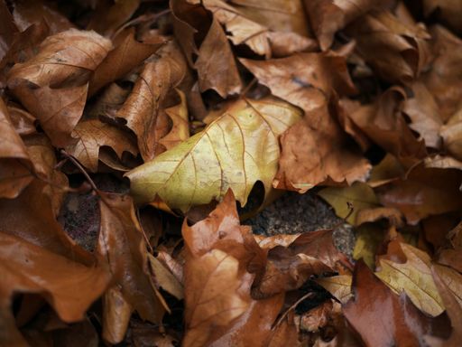A closeup shot of fallen autumn leaves on the ground