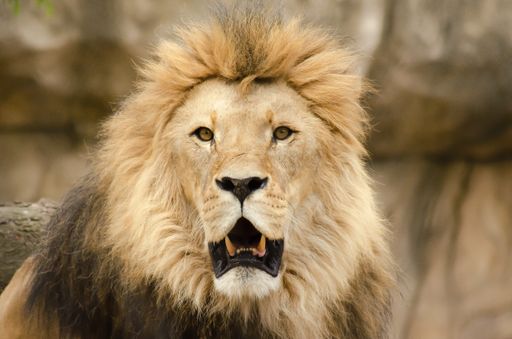 A selective focus shot of a big lion in a zoo
