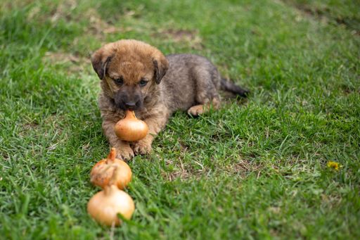A closeup shot of a little dog in the green grass.