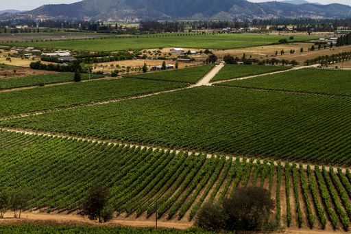 A high angle shot of a Chilean vineyard