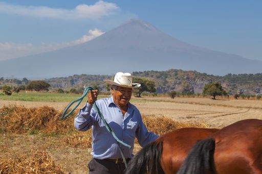 A Hispanic smiling senior cowboy pulling brown horses in a farmland