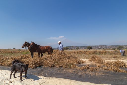 A Hispanic senior cowboy two beautiful strong brown horses in a farmland