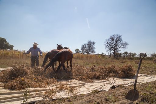 A Hispanic senior cowboy pulling brown horses in a farmland