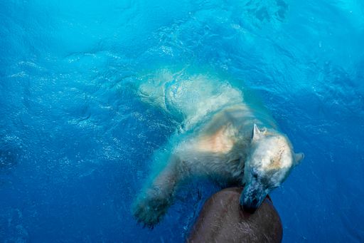 A high angle shot of an adorable white polar bear swimming and playing in  the water