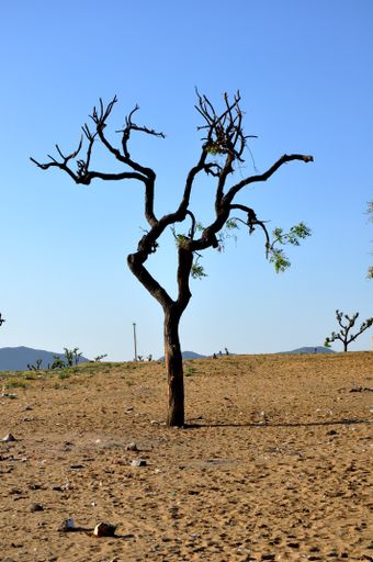 A vertical shot of a lonely tree in a field against the blue sky