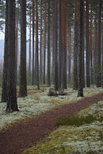 A vertical shot of a dirt narrow walking way and many thin tree trunks in an old-growth forest