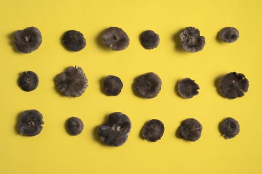 A top view of dried edible mushrooms isolated on a yellow background