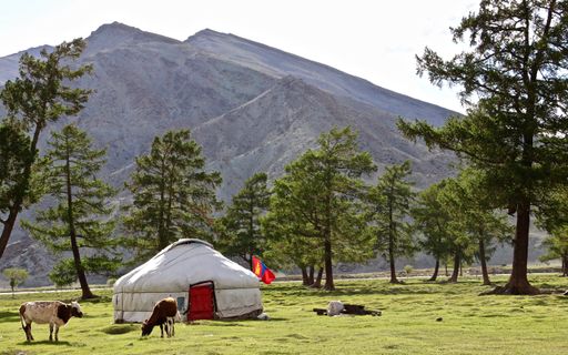 A beautiful shot of a traditional yurt and cows in the mountains