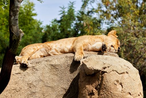 A beautiful portrait of an African lion sleeping lying on a rock in a zoo in Valencia, Spain