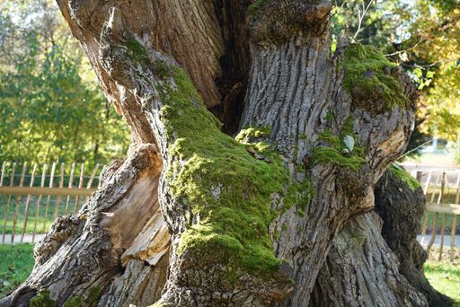 A closeup shot of a mossy old tree trunk in a park