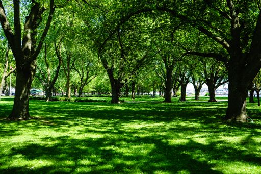 A landscape of a park surrounded by green trees and covered in lawn under sunlight
