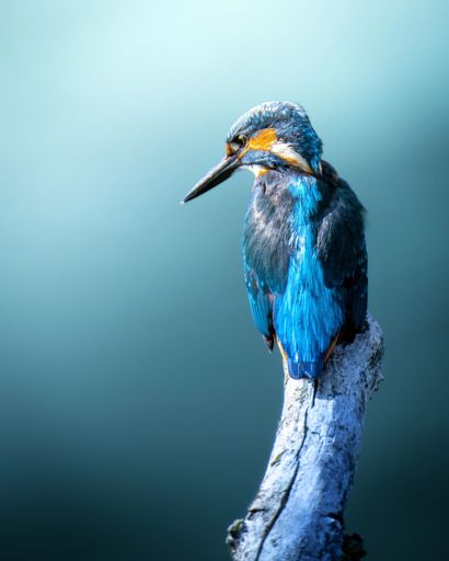 A vertical closeup shot of a River kingfisher with colorful plumage perched on a wood