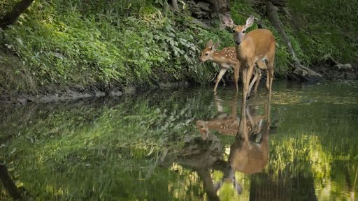 Two white-tailed deer walking in water near lush trees and foliage