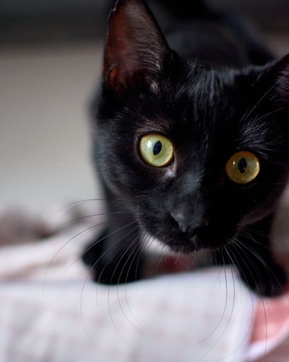 A vertical shot of a black domestic curious cat sitting on a bed with a blurry background