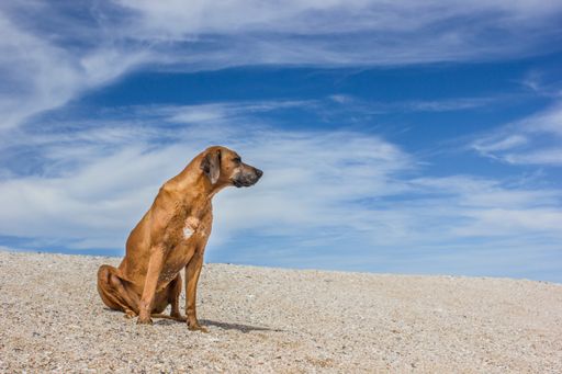 Image of Ridgeback waiting for return of owner