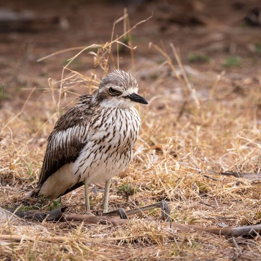 A Bush Stone Curlew on Magnetic Island near Townsville in Far North Queensland, Australia