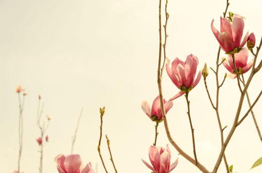 A low angle shot of delicate Japanese magnolia flowers on the branches against warm colored sky