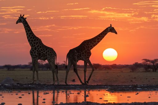 Silhouette of two giraffes at red sunset. Nxai Pan National Park Botswana.