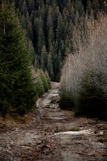 A vertical shot of a narrow trail with a forest in the background