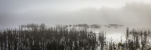 A panoramic view of an eerie lake with tall grass and mysterious forest in the background - perfect for horror scenarios