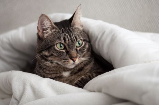 A closeup of a cute European shorthair cat covered with a white blanket