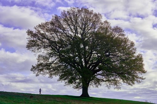 A woman under a beautiful tree with long branches on a sloped field against a cloudy sky