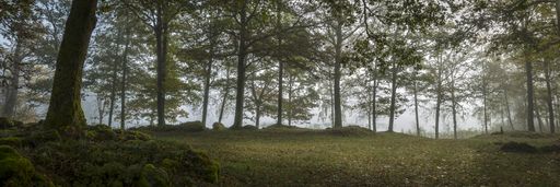 A panoramic view of an eerie mysterious and foggy forest - perfect for dark horror scenarios