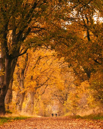 A vertical shot of an alley through an autumn park covered with fallen leaves