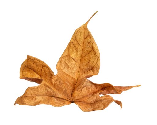 The autumn leaves isolated on a white background