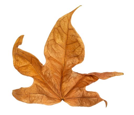 The autumn leaves isolated on a white background