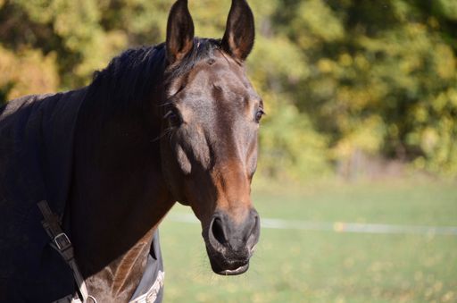 A selective focus shot of a brown horse's head in the greenery