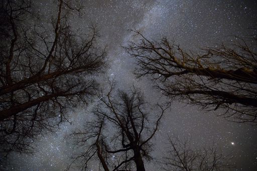 A low angle shot of bare trees against the starry sky