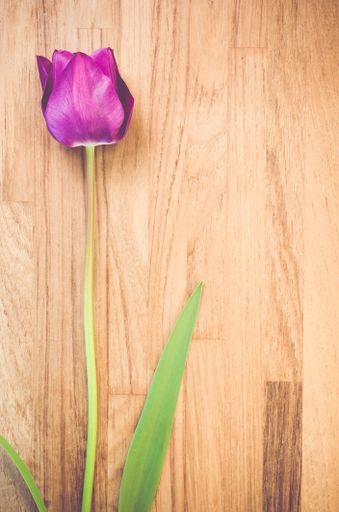 A vertical shot of a purple tulip on a wooden surface - copy space