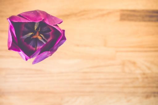 A high angle shot of a purple tulip on a wooden surface - copy space