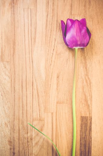 A vertical shot of a purple tulip on a wooden surface - copy space