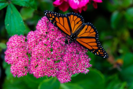 A monarch butterfly sits on a pink orpine flower.