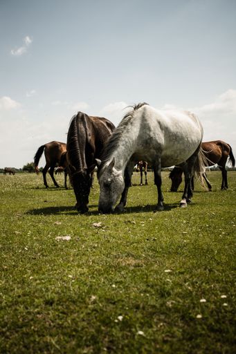 A vertical shot of horses grazing in the grass in a rural area on a sunny day