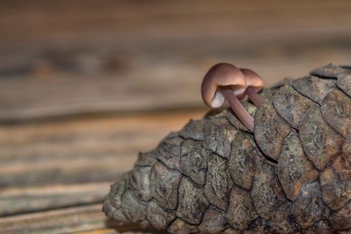 A macro shot of a strobilurus tenacellus mushroom, commonly known as the pinecone cap