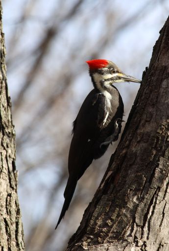 A vertical close-up of Crested bile (Dryocopus pileatus) perched on a tree in a park
