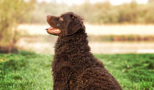 A selective focus shot of an adorable curly-coated retriever