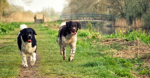 A selective focus shot of adorable Wetterhoun dogs on the green grass