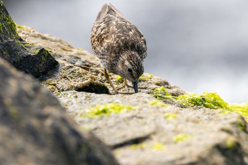 A closeup shot of least sandpiper on a rock by the ocean hunting for a meal