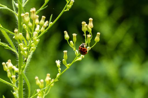 A closeup shot of a ladybug on wildflower eating aphids against a green background