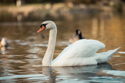 A closeup of a mute swan on a pond under the sunlight with a blurry background