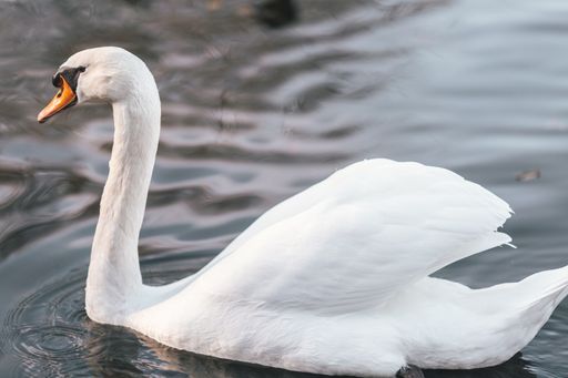 A closeup of a mute swan on a pond under the sunlight with a blurry background
