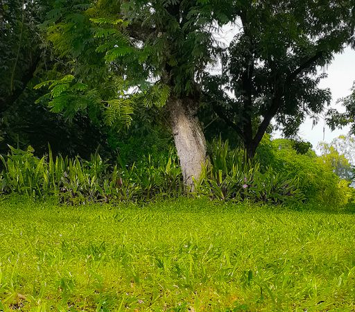 A closeup of a tree trunk among long grass on a sunny day