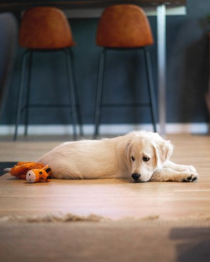 A vertical shot of a cute shite dog and a yellow stuffed animal laying on the floor