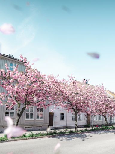 A vertical shot of pink trees blooming in front of white houses