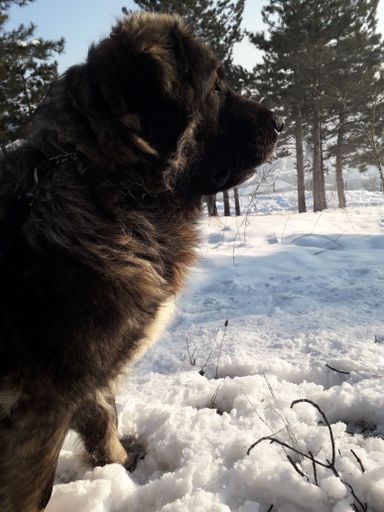 The vertical profile shot of a Macedonian shepherd dog in the snow-covered field on a winter day