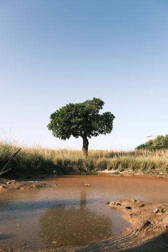 A vertical shot of a single tree and a muddy pond in front in the middle of a field